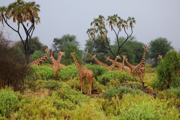 Pacific Tours Family-Friendly Safari Packages in Kenya